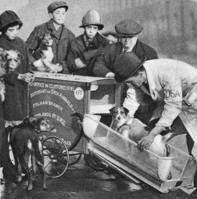 Le vétérinaire de la branche de Fulham de la Dispensaire pour Animaux Malades, de Wonderful London, publié 1926-27 - English Photographer